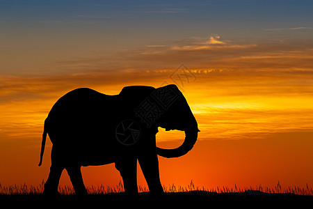 大象在日落时的轮廓背景图片