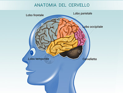 大脑解剖小脑疾病头脑心理学方案神经智力功能药品记忆图片