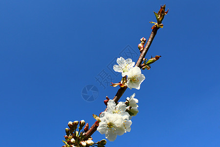 春天的樱花蓝色明信片花朵阳光植物晴天设计花园季节树枝图片