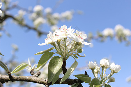 花园里的梨花明信片问候语花朵季节蓝天晴天天空设计梨树植物群图片