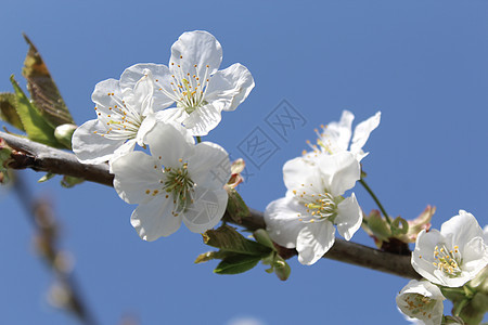 春天的樱花晴天花园花海树枝设计天空宏观白花季节植物群图片