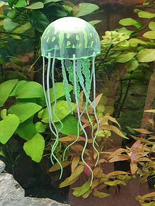 绿色海月月水母图片