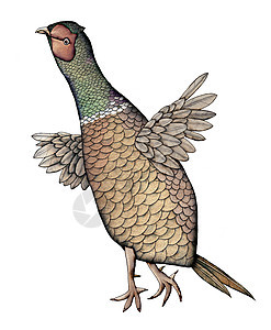 相色 颜色说明情调羽毛绘画跨度野鸡跑步动物群插图动物学艺术品图片