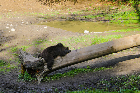 熊在午餐时躺在小草地的木头上 野兽睡觉女性公园倾斜衬套哺乳动物地面荒野动物园危险警报图片
