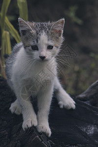 小猫橙子毛皮红色猫科动物宠物女儿黄色孩子家庭动物图片