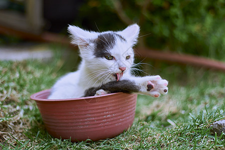 小猫动物毛皮红色孩子眼睛母亲毯子猫科动物橙子宠物图片