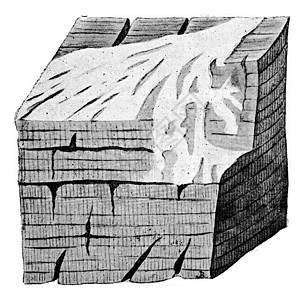 森林被多聚体蒸气 古代植物的分子入侵图片