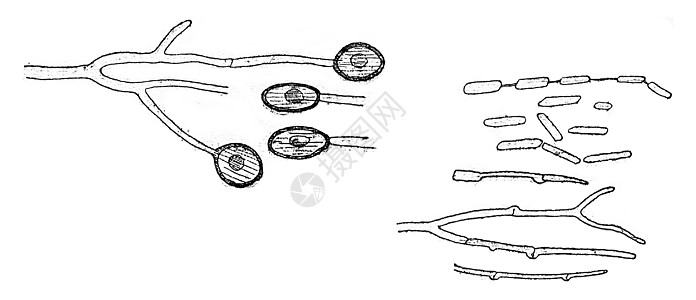 共产体 衣原体和发芽 古代雕刻图片