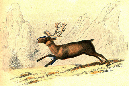 驯鹿 老旧的雕刻荒野艺术动物跑步插图动物群动物学鹿角野生动物护林员图片