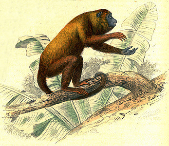 荷尔门猴子 古代雕刻图片