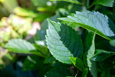 在花园的阳光下特写绿叶 自然黑色植物群树叶晴天背景叶子绿色植物墙纸环境植物生态图片