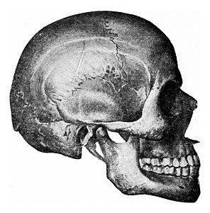 头骨的侧面视图 古代雕刻医疗插图颅骨科学牙科绘画白色舌骨下颌历史性图片