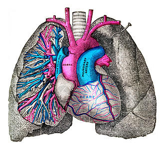 肺动脉和动脉 古代雕刻图片