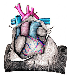 心脏 古代雕刻图片