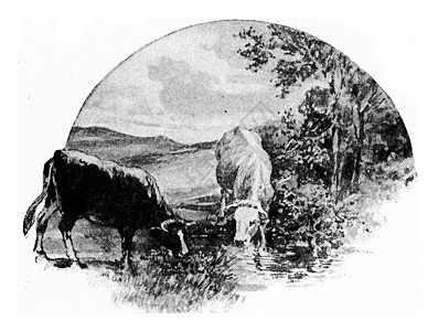 牛从草地上吃草和青柳 喝水图片
