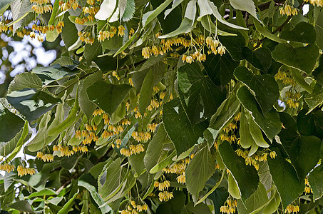 夏季蒂利亚 林顿或石灰树的黄花和绿叶植物收藏草本植物植物学椴树药品植物群香气叶子图片