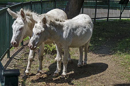 两头白驴在夏季公园露户外散步图片