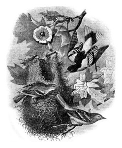 巴尔的摩奥里奥尔巢在郁金树上图片