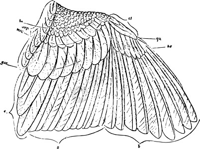 麻雀翼的羽毛 陈年插图图片