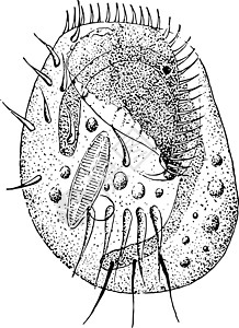 它制作图案滴虫白色眼虫雕刻插图黑色绘画单细胞艺术纤毛虫图片