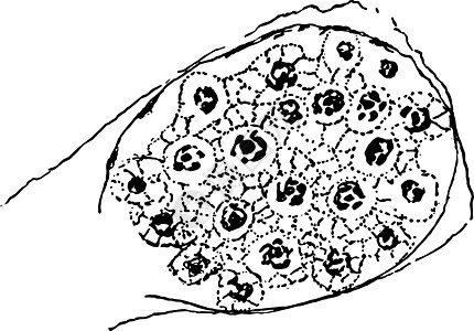 形成老式插图图片