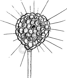 古代插图雕刻绘画单细胞生物黑色白色艺术图片