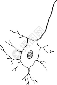神经细胞复古它制作图案白色艺术黑色插图绘画雕刻背景图片