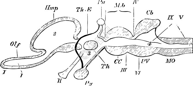 脊椎动物大脑复古插图的垂直部分背景图片