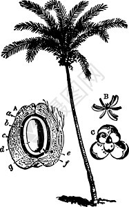 椰子树 古代插图背景图片