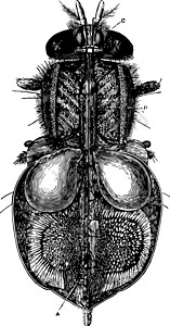 昆虫陈年光球中流通和呼吸器官的循环和呼吸器官图片