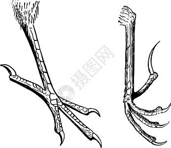 典型的雀形目鸟脚复古插画图片