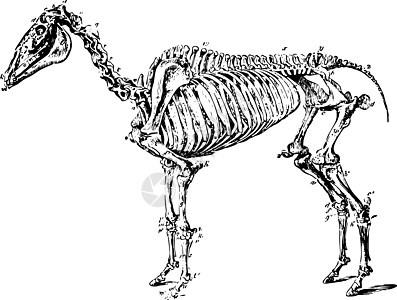 霍格古典插图的骨骼绘画白色艺术雕刻黑色动物图片