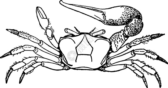 鸡蟹古董插图图片