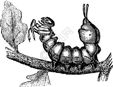 龙虾蛾幼虫复古插画背景图片