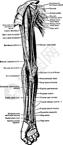 手臂和前臂复古它制作图案前面的肌肉图片