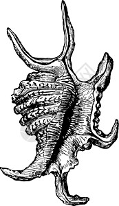 古代插图白色雕刻艺术绘画黑色蜘蛛图片