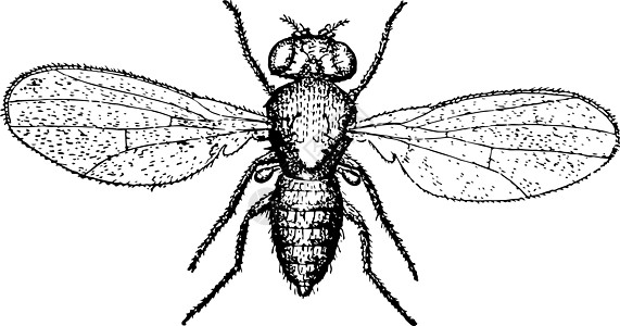 Pomace Fly 古董插图图片