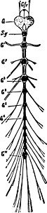 瓢虫幼虫复古插图的神经系统背景图片