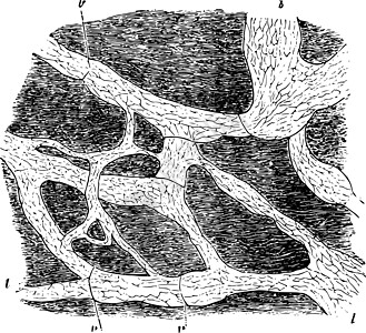 兔隔膜复古插图的淋巴管图片