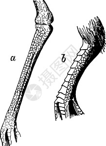 Plover 古董插图的 Tarsus 网状图解图片