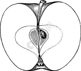 红色加拿大苹果古董插图黑色水果雕刻艺术白色绘画图片