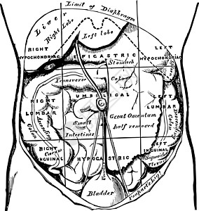腹部区域及其内容复古插图图片