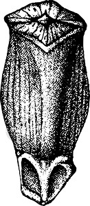 火炬松天然大小的二到三分之二 德塔克雕刻黑色插图松树白色木材绘画艺术图片