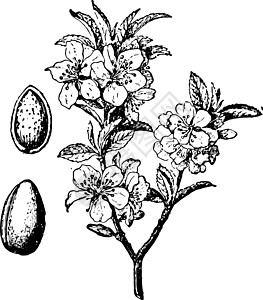 杏仁树和水果古董插图图片