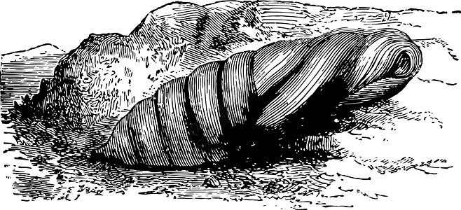 死亡之首霍克·摩斯陈年古迹的Chrysalis插图图片
