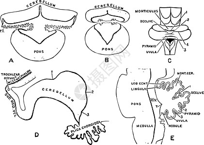 开发Cerebellum古代插图图片