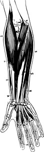 前臂古代插图的肌肉图片
