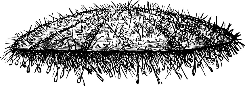 Sea Urchin 古时图示图片