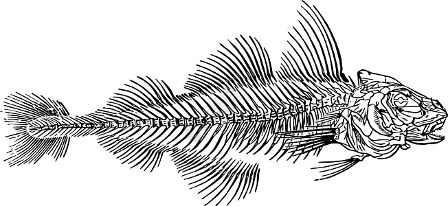哈多克古董插图的骨骼图片