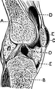 Knee 区划 老式插图图片